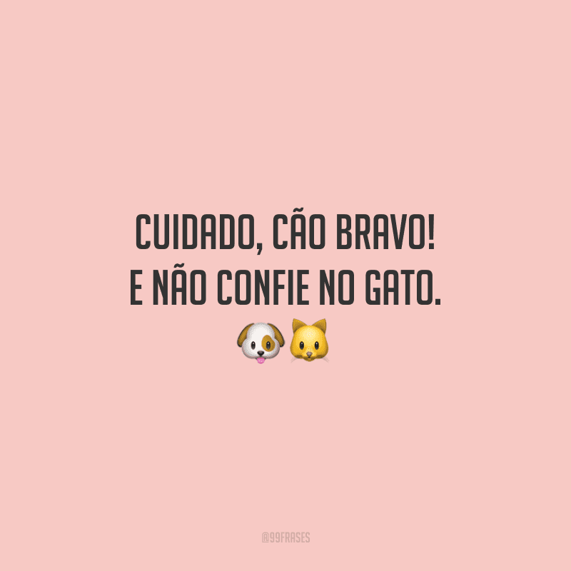 Cuidado, cão bravo! E não confie no gato.