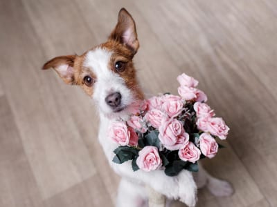 40 frases de Valentine’s Day para celebrar o amor e a união