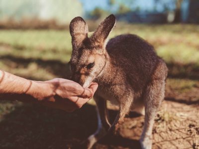 45 frases sobre animais que demonstram amor por todos eles