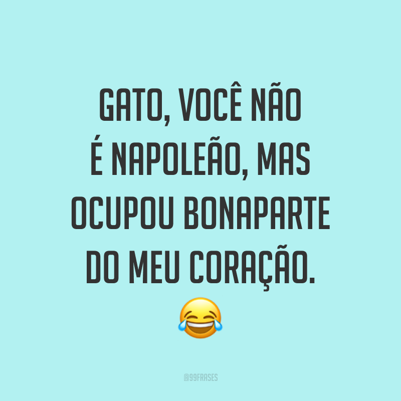 Gato, você não é Napoleão, mas ocupou Bonaparte do meu coração. ?
