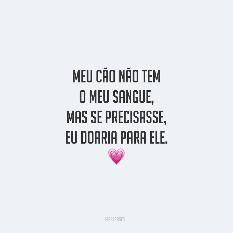 Meu cão não tem o meu sangue, mas se precisasse, eu doaria para ele.