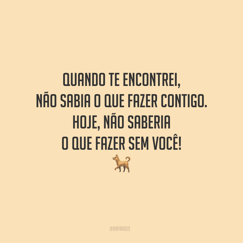 80 frases de cachorro para voc que louco por esses peludinhos
