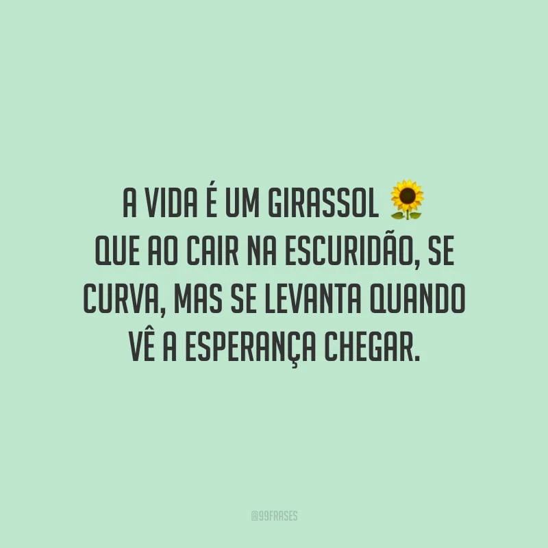 A vida é um girassol que ao cair na escuridão, se curva, mas se levanta quando vê a esperança chegar.