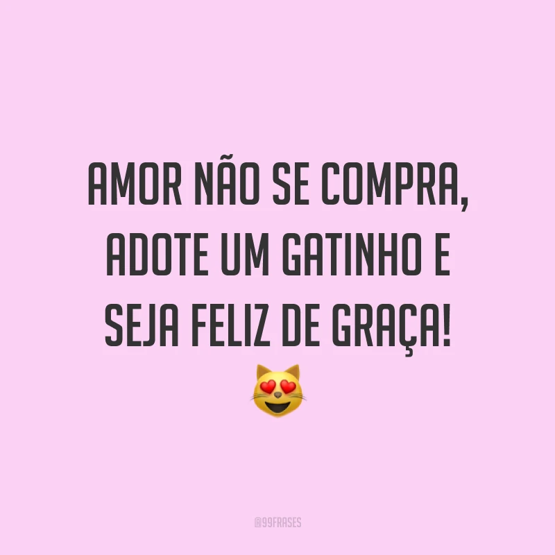 Amor não se compra, adote um gatinho e seja feliz de graça! 😻