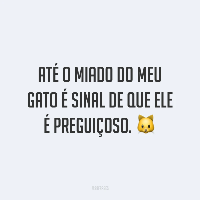 Até o miado do meu gato é sinal de que ele é preguiçoso. 🐱