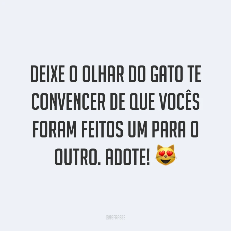 Deixe o olhar do gato te convencer de que vocês foram feitos um para o outro. Adote! 😻