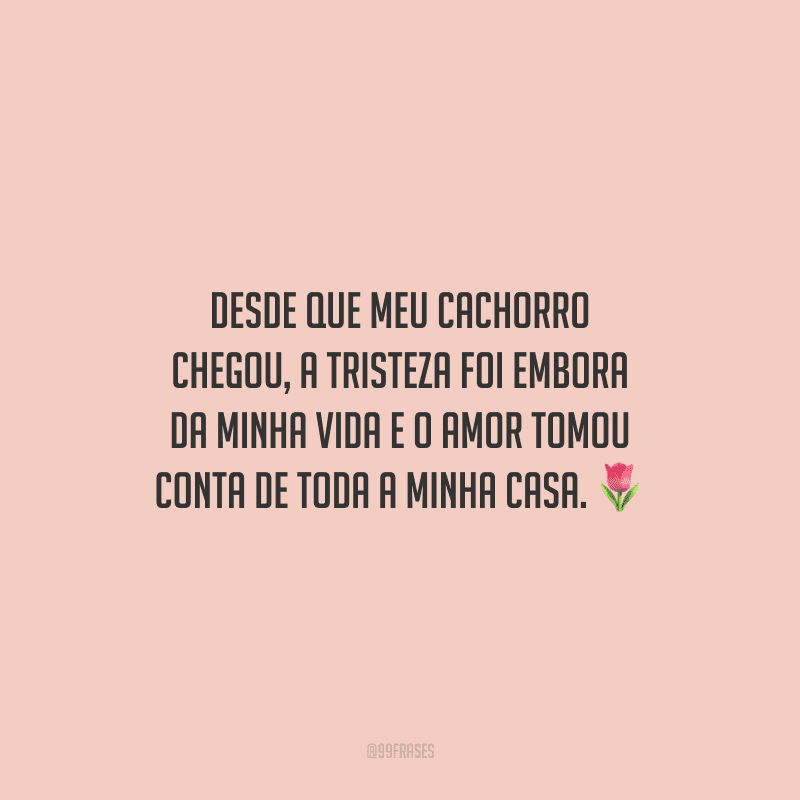 Desde que meu cachorro chegou, a tristeza foi embora da minha vida e o amor tomou conta de toda a minha casa.