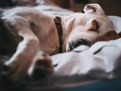 30 frases curtas de boa noite para demonstrar carinho em poucas palavras