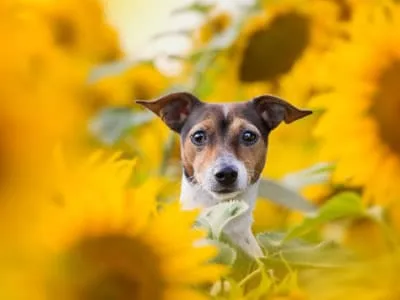 55 frases de amor à vida para demonstrar sua gratidão