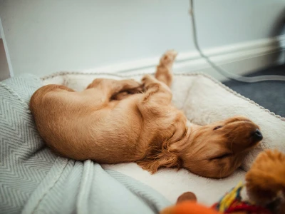 30 frases de boa noite engraçadas que te farão dormir rindo