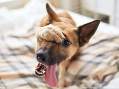 45 frases de cachorro engraçadas que farão pais de pet se identificarem