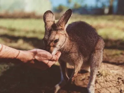 45 frases sobre animais que demonstram amor por todos eles