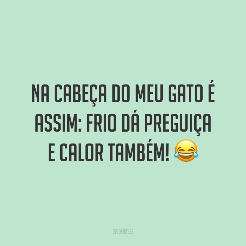 Na cabeça do meu gato é assim: frio dá preguiça e calor também! 😂