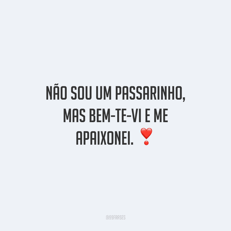 Não sou um passarinho, mas bem-te-vi e me apaixonei.
