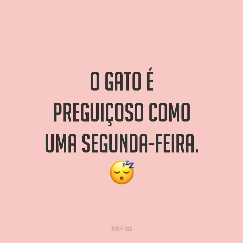 O gato é preguiçoso como uma segunda-feira. 😴