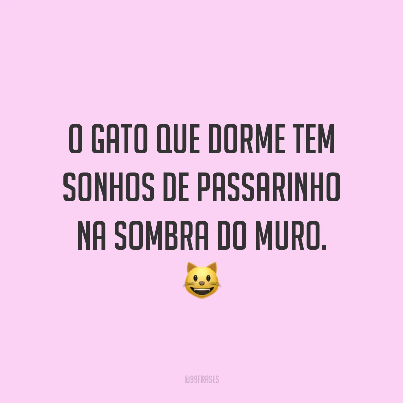 O gato que dorme tem sonhos de passarinho na sombra do muro. 😺
