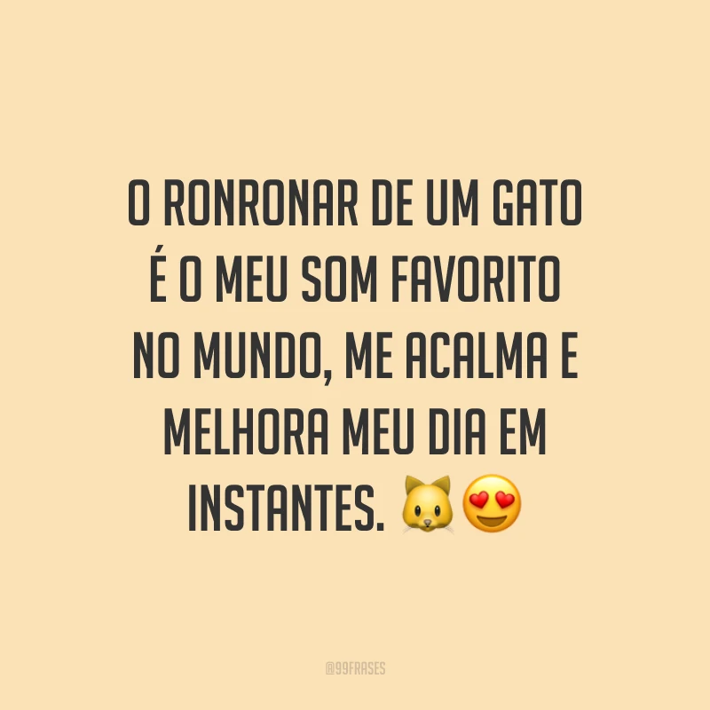 O ronronar de um gato é o meu som favorito no mundo, me acalma e melhora meu dia em instantes. 🐱😍