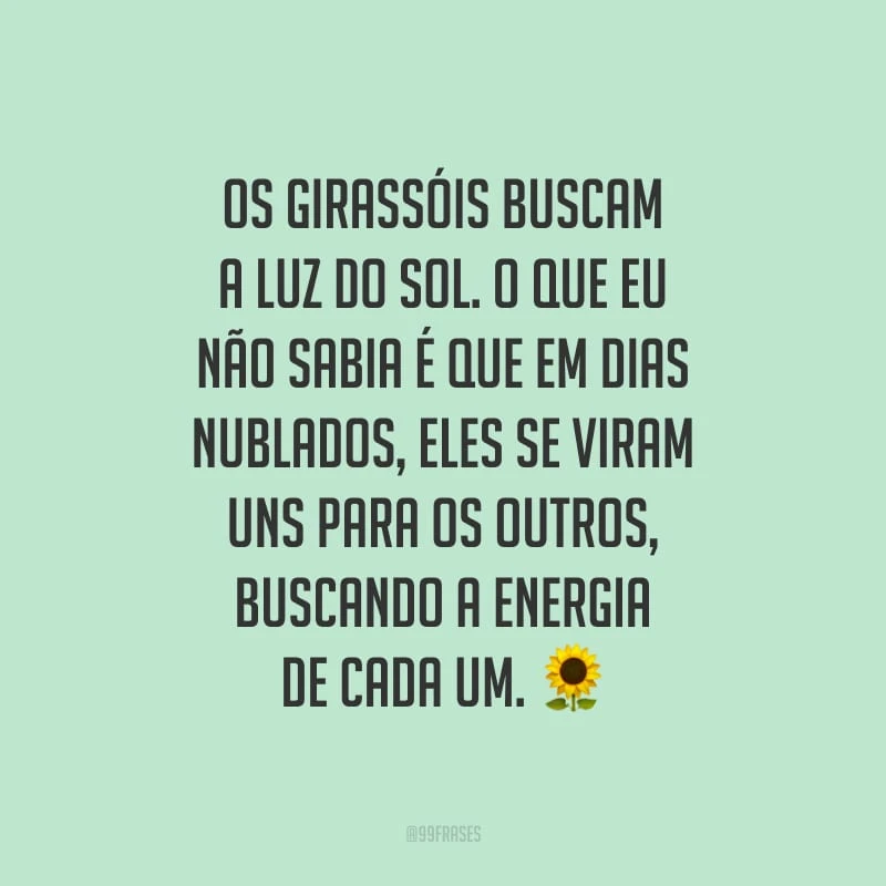 Os girassóis buscam a luz do sol. O que eu não sabia é que em dias nublados, eles se viram uns para os outros, buscando a energia de cada um.