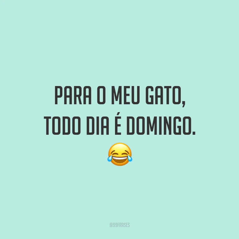 Para o meu gato, todo dia é domingo. 😂