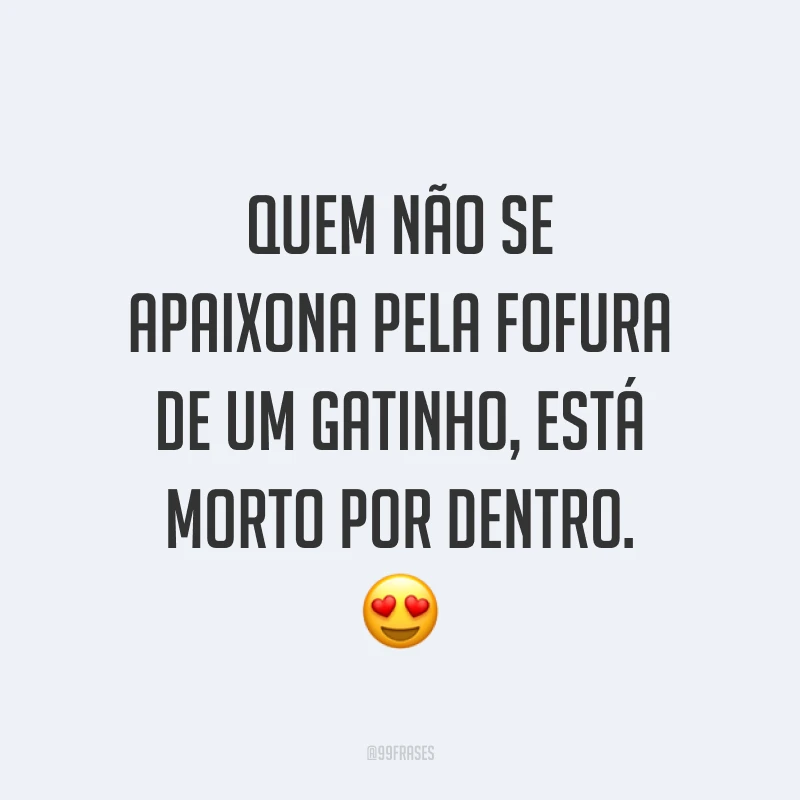 Quem não se apaixona pela fofura de um gatinho, está morto por dentro. 😍