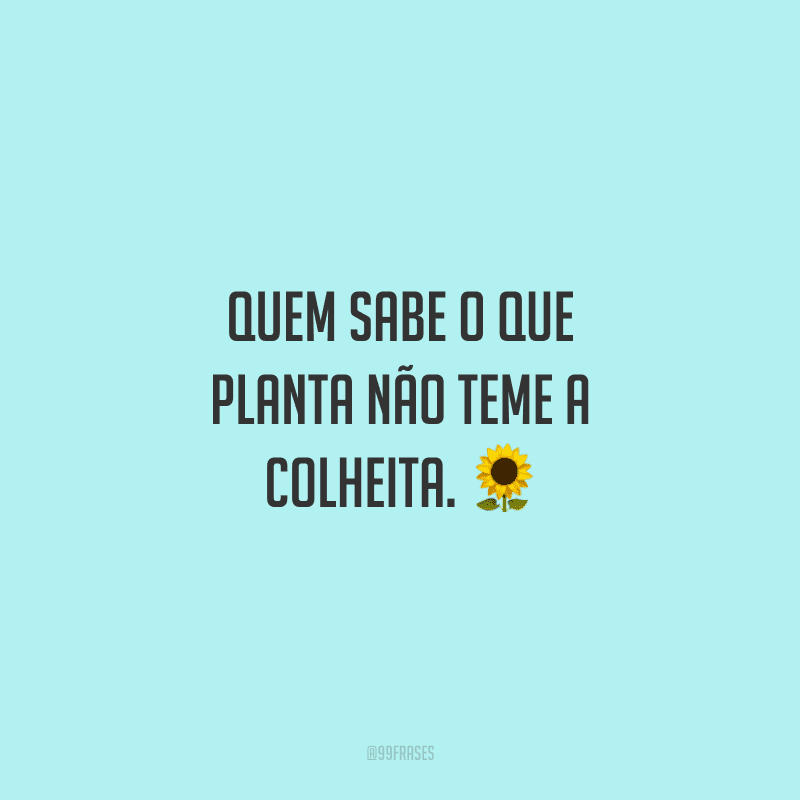 Quem sabe o que planta não teme a colheita. 🌻