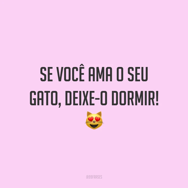 Se você ama o seu gato, deixe-o dormir! 😻
