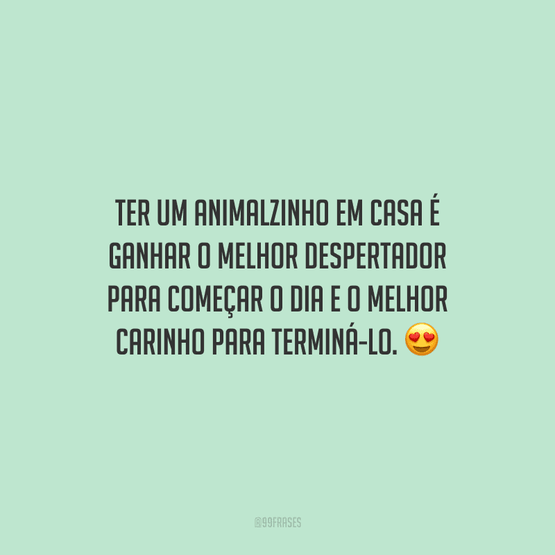 Ter um animalzinho em casa é ganhar o melhor despertador para começar o dia e o melhor carinho para terminá-lo.