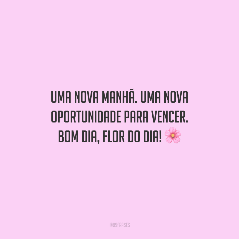 Uma nova manhã. Uma nova oportunidade para vencer. Bom dia, flor do dia! 