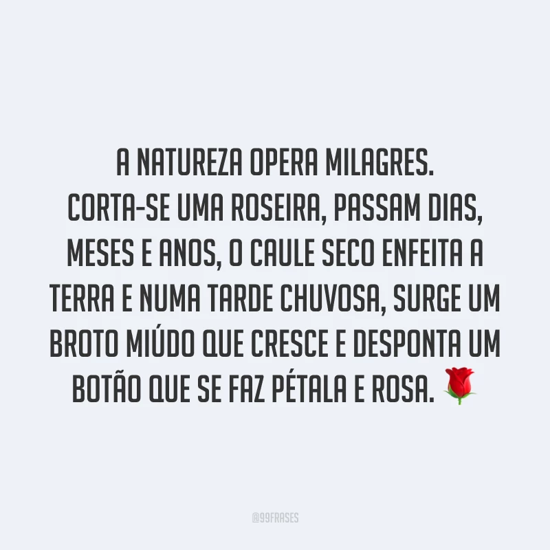 A natureza opera milagres. Corta-se uma roseira, passam dias, meses e anos, o caule seco enfeita a terra e numa tarde chuvosa, surge um broto miúdo que cresce e desponta um botão que se faz pétala e rosa. 🌹