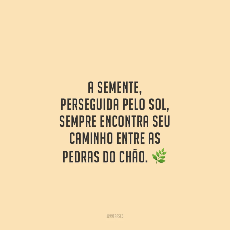 A semente, perseguida pelo sol, sempre encontra seu caminho entre as pedras do chão. 
