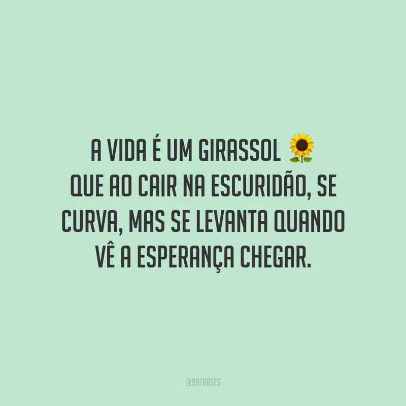 A vida é um girassol que ao cair na escuridão, se curva, mas se levanta quando vê a esperança chegar.