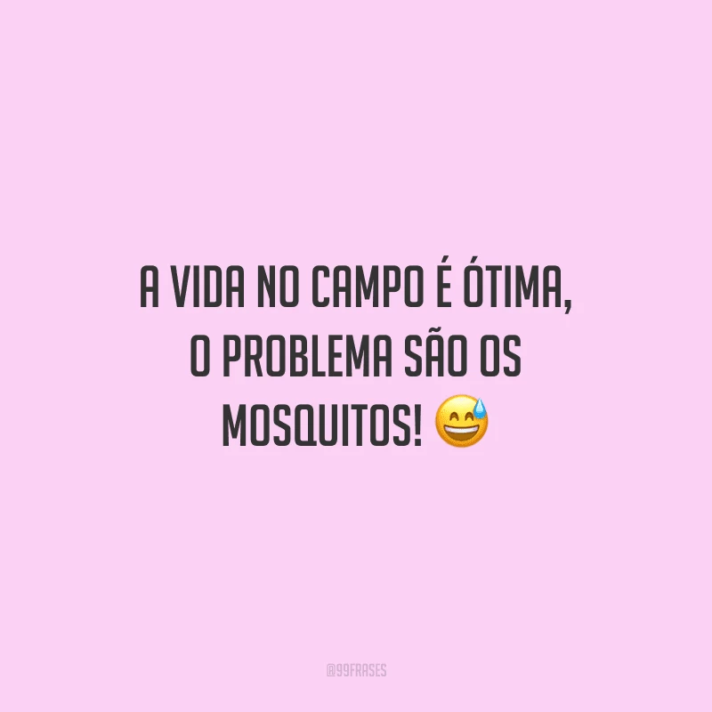 A vida no campo é ótima, o problema são os mosquitos!