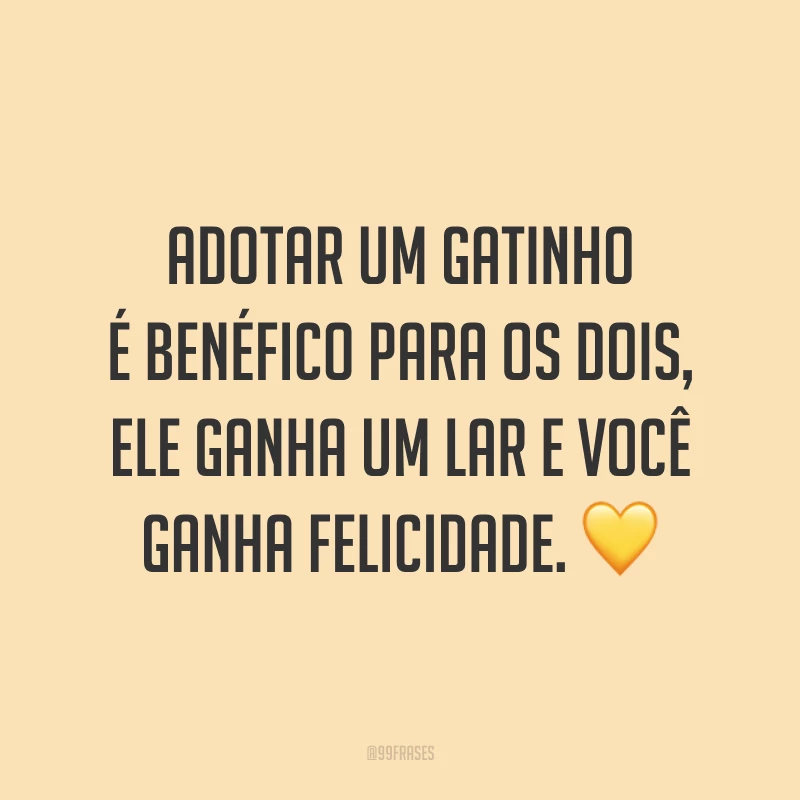Adotar um gatinho é benéfico para os dois, ele ganha um lar e você ganha felicidade. 💛
