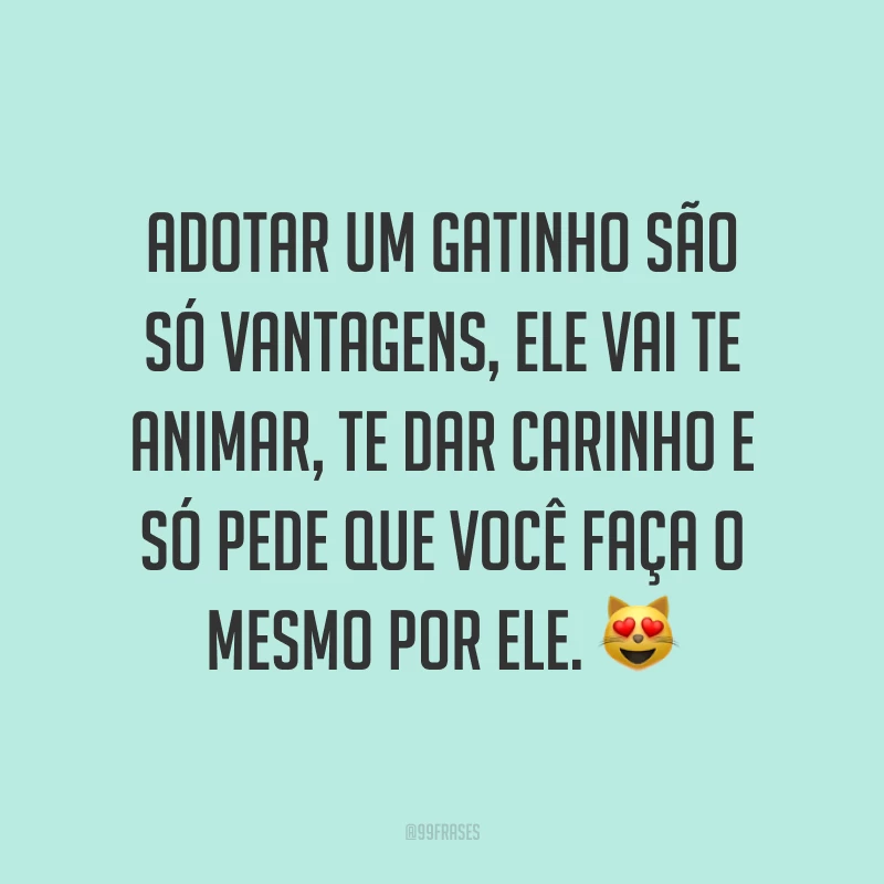 Adotar um gatinho são só vantagens, ele vai te animar, te dar carinho e só pede que você faça o mesmo por ele. 😻