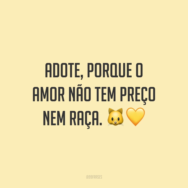 Adote, porque o amor não tem preço nem raça. 🐱💛