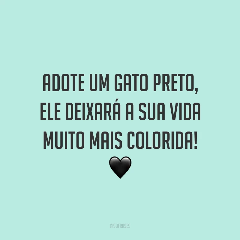 Adote um gato preto, ele deixará a sua vida muito mais colorida! 🖤