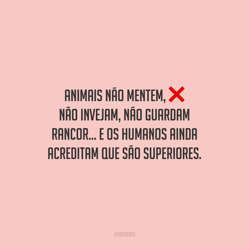 Animais não mentem, não invejam, não guardam rancor... E os humanos ainda acreditam que são superiores.