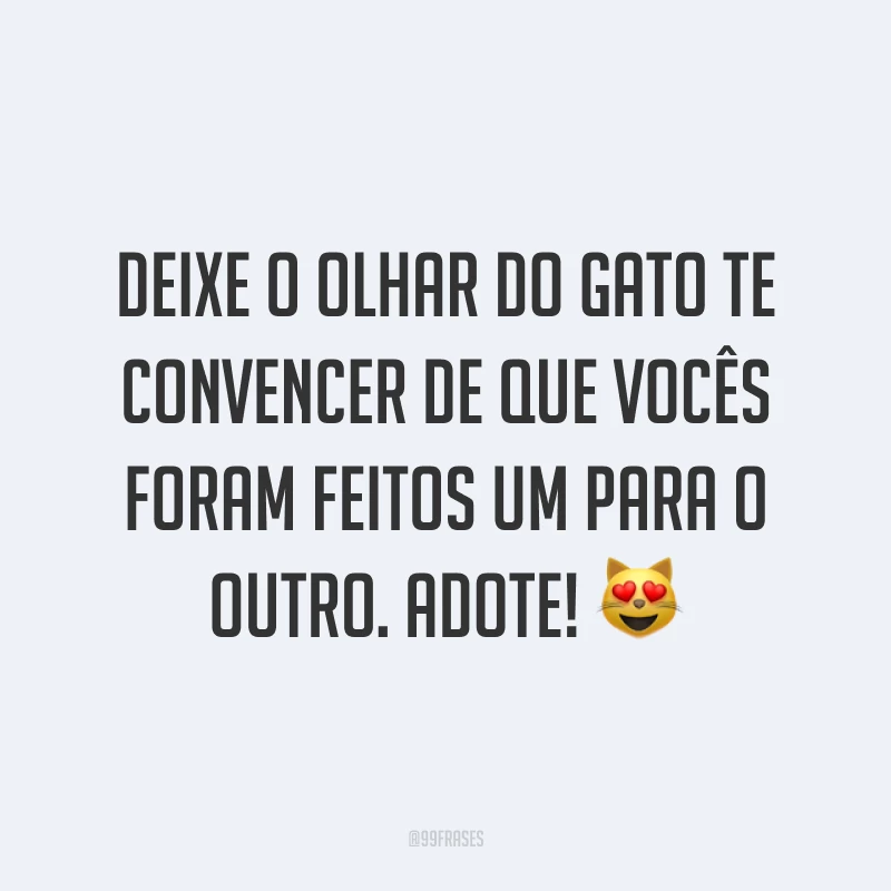 Deixe o olhar do gato te convencer de que vocês foram feitos um para o outro. Adote! 😻