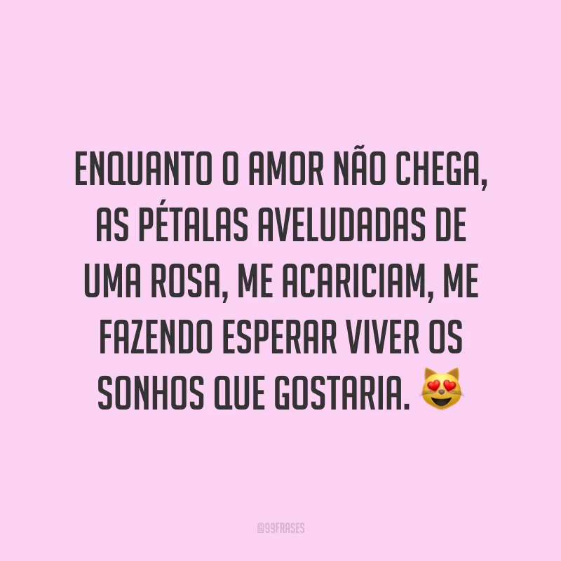 Enquanto o amor não chega,  as pétalas aveludadas de uma rosa, me acariciam, me fazendo esperar viver os sonhos que gostaria. 😻