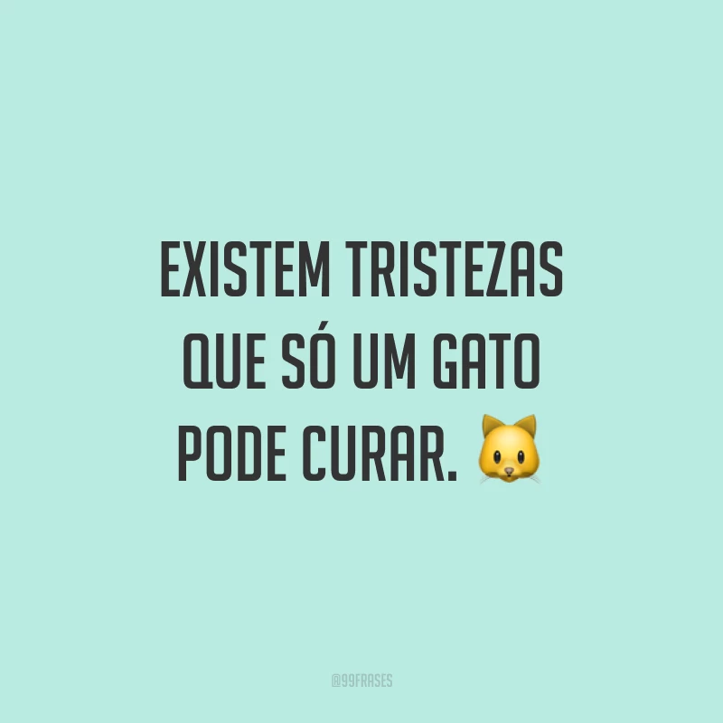 Existem tristezas que só um gato pode curar. 🐱