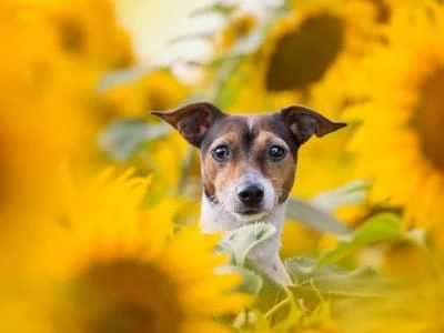 55 frases de amor à vida para demonstrar sua gratidão