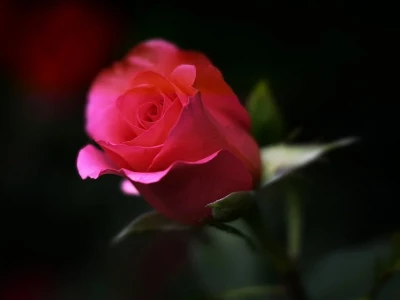 80 frases de amor para status que vão espalhar romantismo na internet