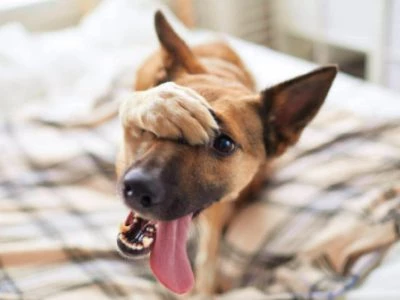 45 frases de cachorro engraçadas que farão pais de pet se identificarem