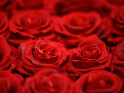 60 frases de Dia dos Namorados para surpreender quem você ama