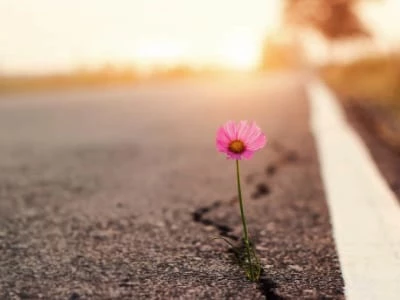 40 frases de renovação para compreender a importância dos recomeços