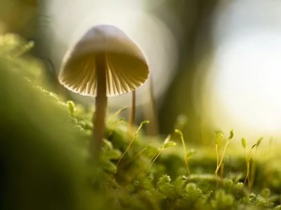 45 frases sobre o meio ambiente para se conscientizar e fazer a sua parte