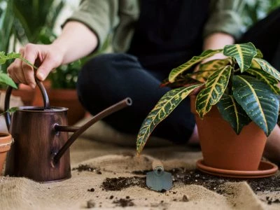 50 frases sobre plantas para conhecer o mistério desses seres vivos
