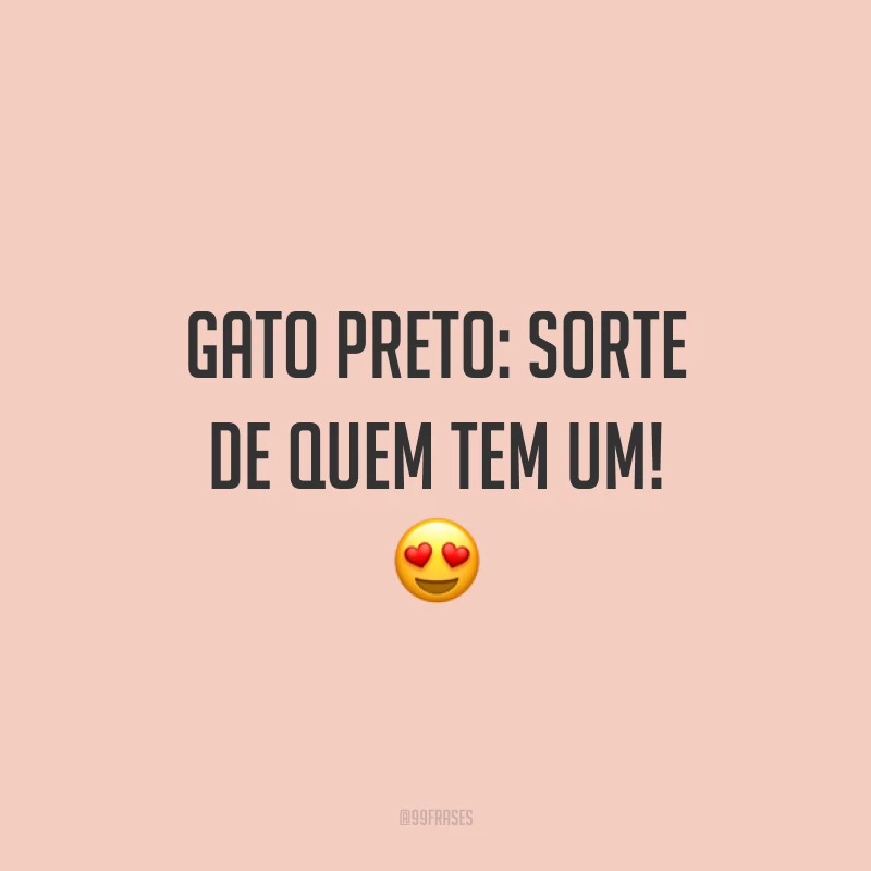 Gato preto: sorte de quem tem um! 😍