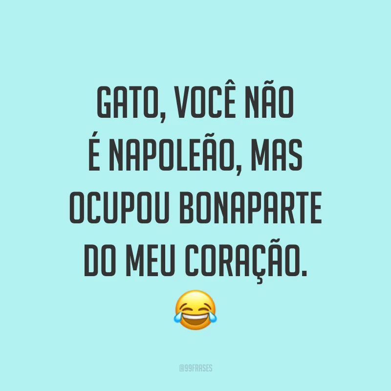 Gato, você não é Napoleão, mas ocupou Bonaparte do meu coração. ?