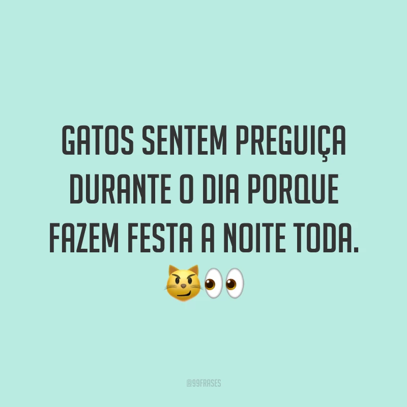 Gatos sentem preguiça durante o dia porque fazem festa a noite toda. 😼👀